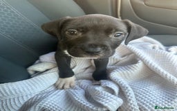 Mixed Breed dogs for sale: Staff x cane corso puppies - Image 26