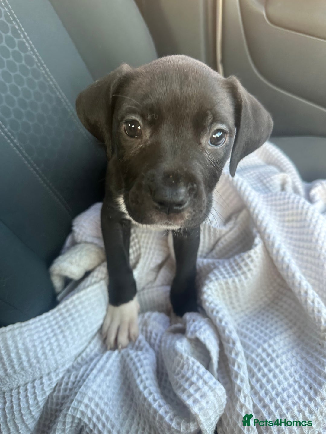 Mixed Breed dogs for sale: Staff x cane corso puppies - Image 26