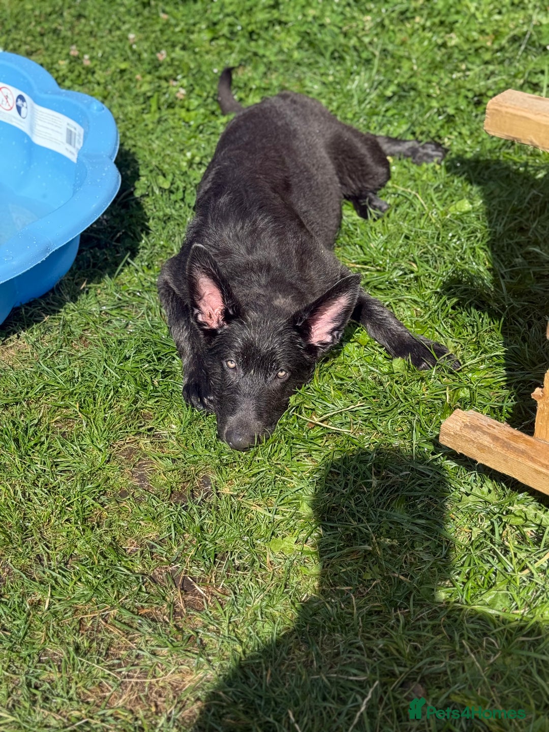 German Shepherd dogs for sale: Male German shepherd puppy  - Image 4