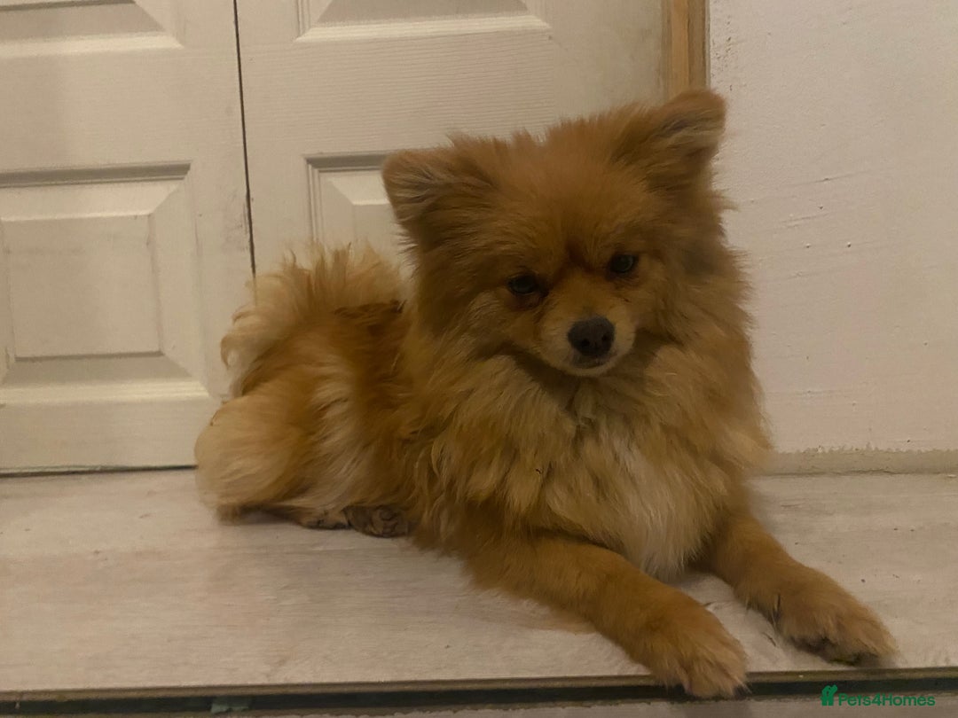 Mixed Breed dogs for sale: 2 Pomeranians girls for sale  - Advert 2