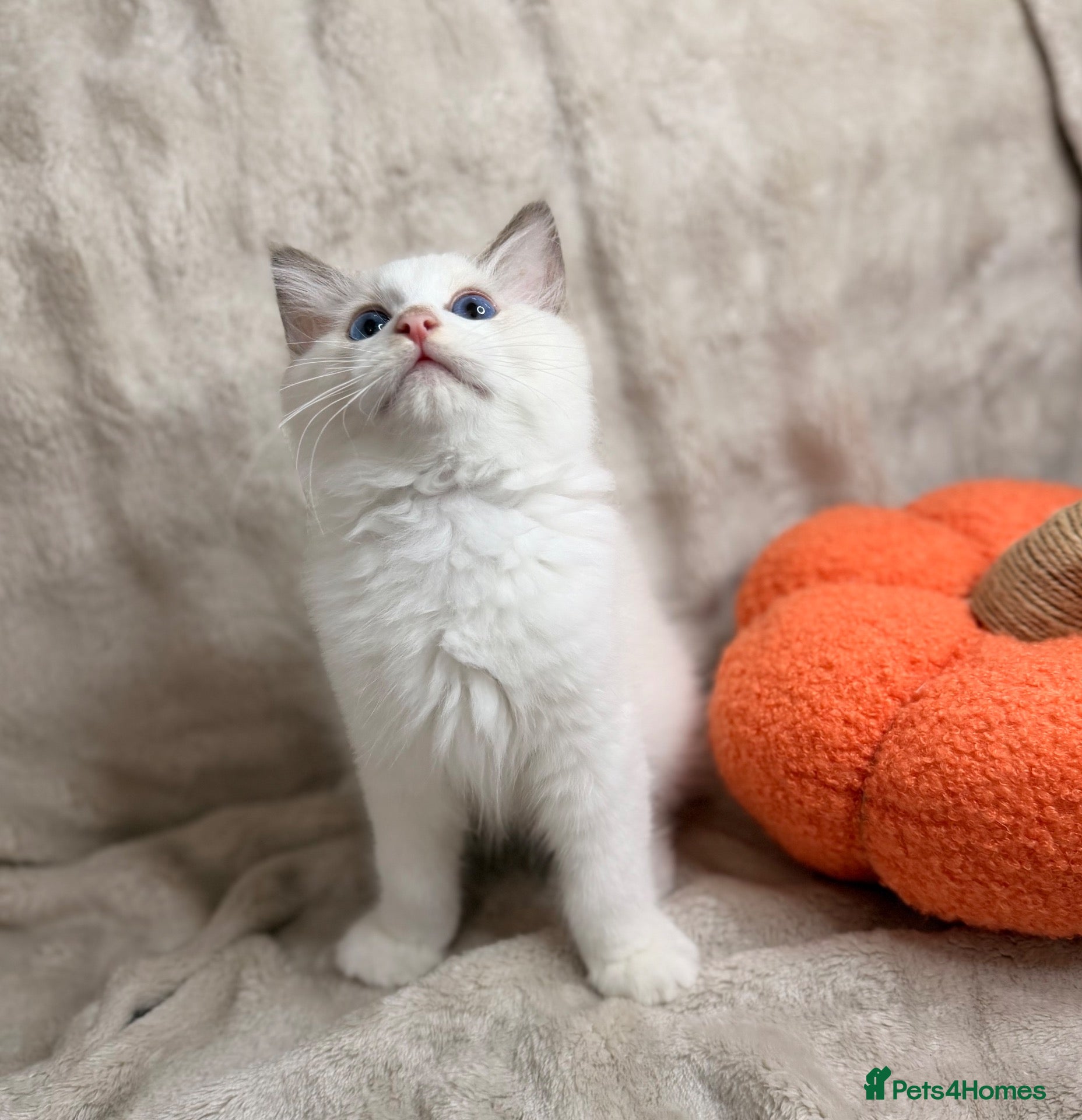 Ragdoll cats 💫 PEDIGREE DNA HEALTH TESTED BICOLOUR RAGDOLL  🩵 - Advert 1