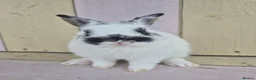 Netherland Dwarf rabbits for sale: 🩵PRETTIEST NETHERLAND DWARF COLOURED BABIES 🩷 - Advert 6