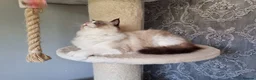 Ragdoll cats for sale: Tica registered Amazing quality kittens - Advert 9