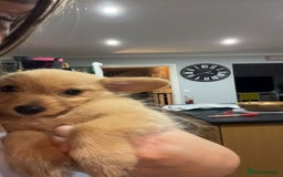 Mixed Breed dogs for sale: X2 Dauchshund/ Pomeranian pups - Image 19