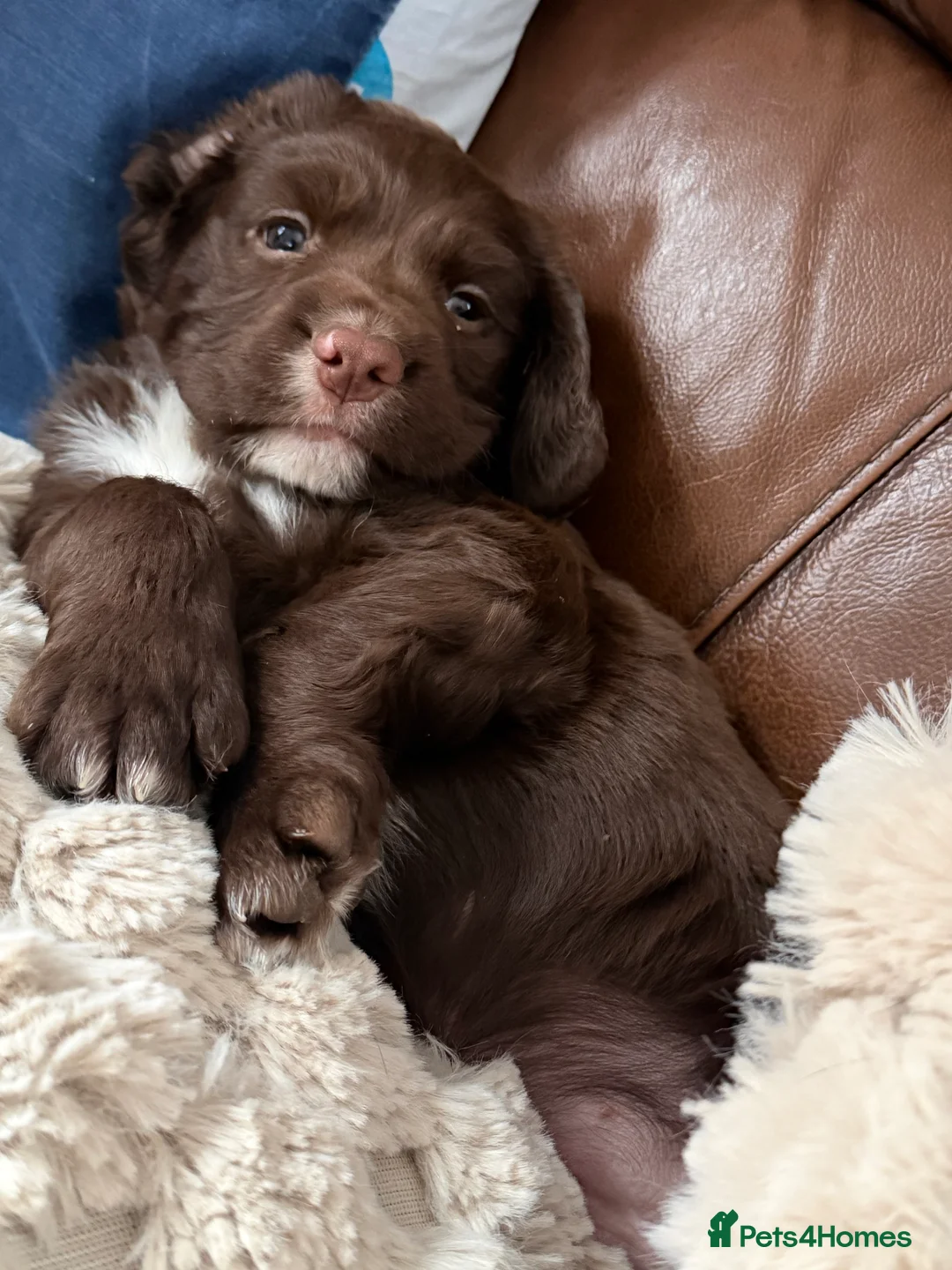 Sprocker dogs for sale: Fluffy little sprocker spaniel Boy  - Advert 13