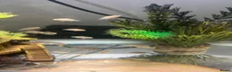 Cichlids fish for sale: African cichlids - Advert 2