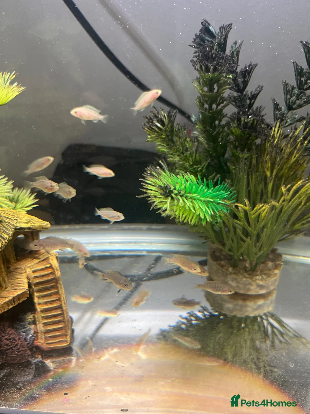 Cichlids fish for sale: African cichlids - Advert 2
