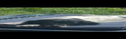 English Springer Spaniel dogs for sale: Black and white Dog - Advert 2