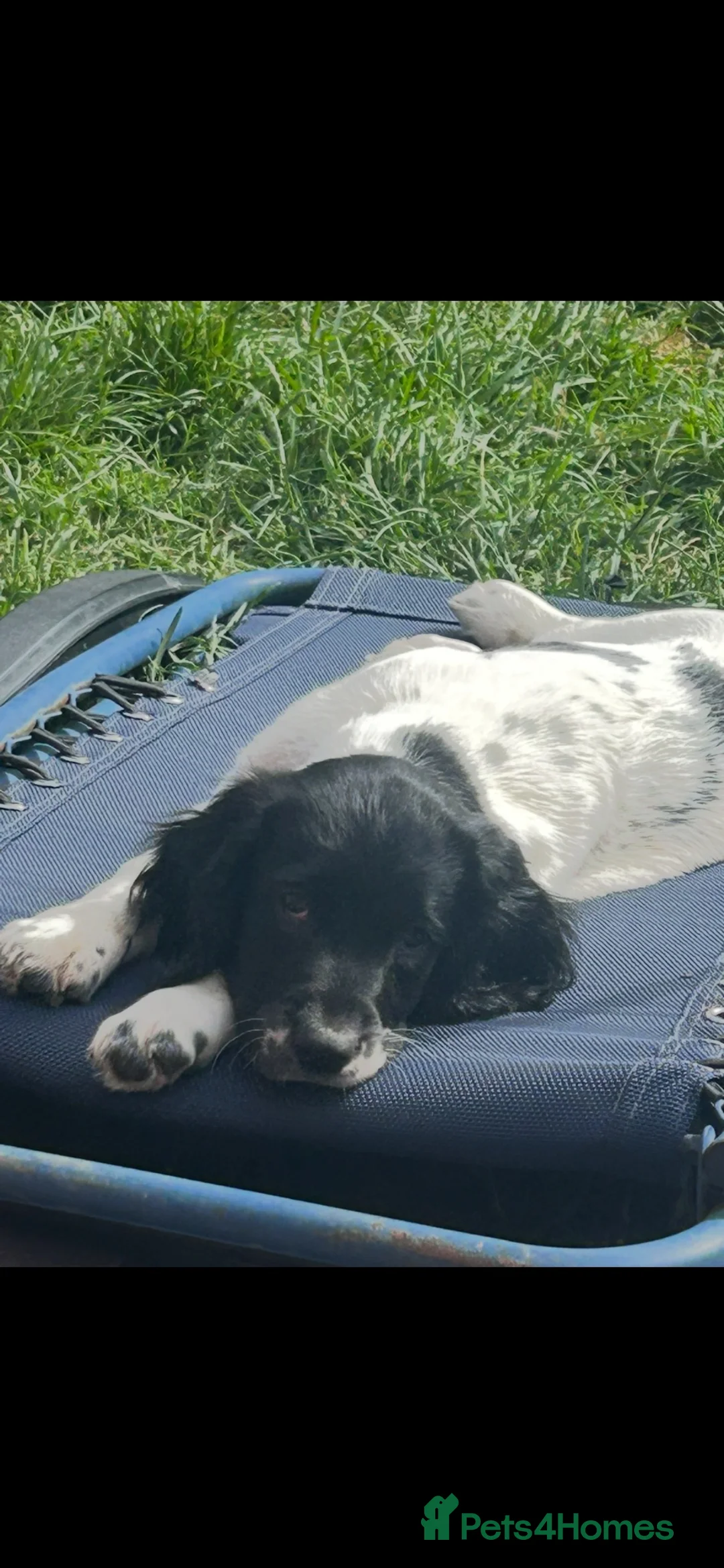 English Springer Spaniel dogs for sale: Black and white Dog - Advert 2