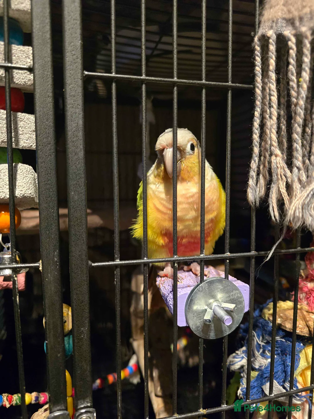 Conures birds for sale: Rehoming Max - Advert 1