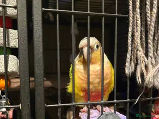 Conures birds Rehoming Max - Advert 3