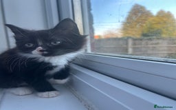 Mixed Breed cats for sale: Female kitten looking for home - Image 22