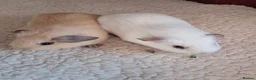 Guinea Pig rodents for sale: PURE CALIFORNIAN BABIES - Advert 8
