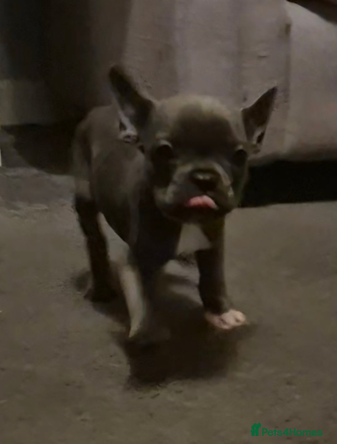 French Bulldog dogs for sale: 5 french bulldogs left!! Ready now! - Advert 8