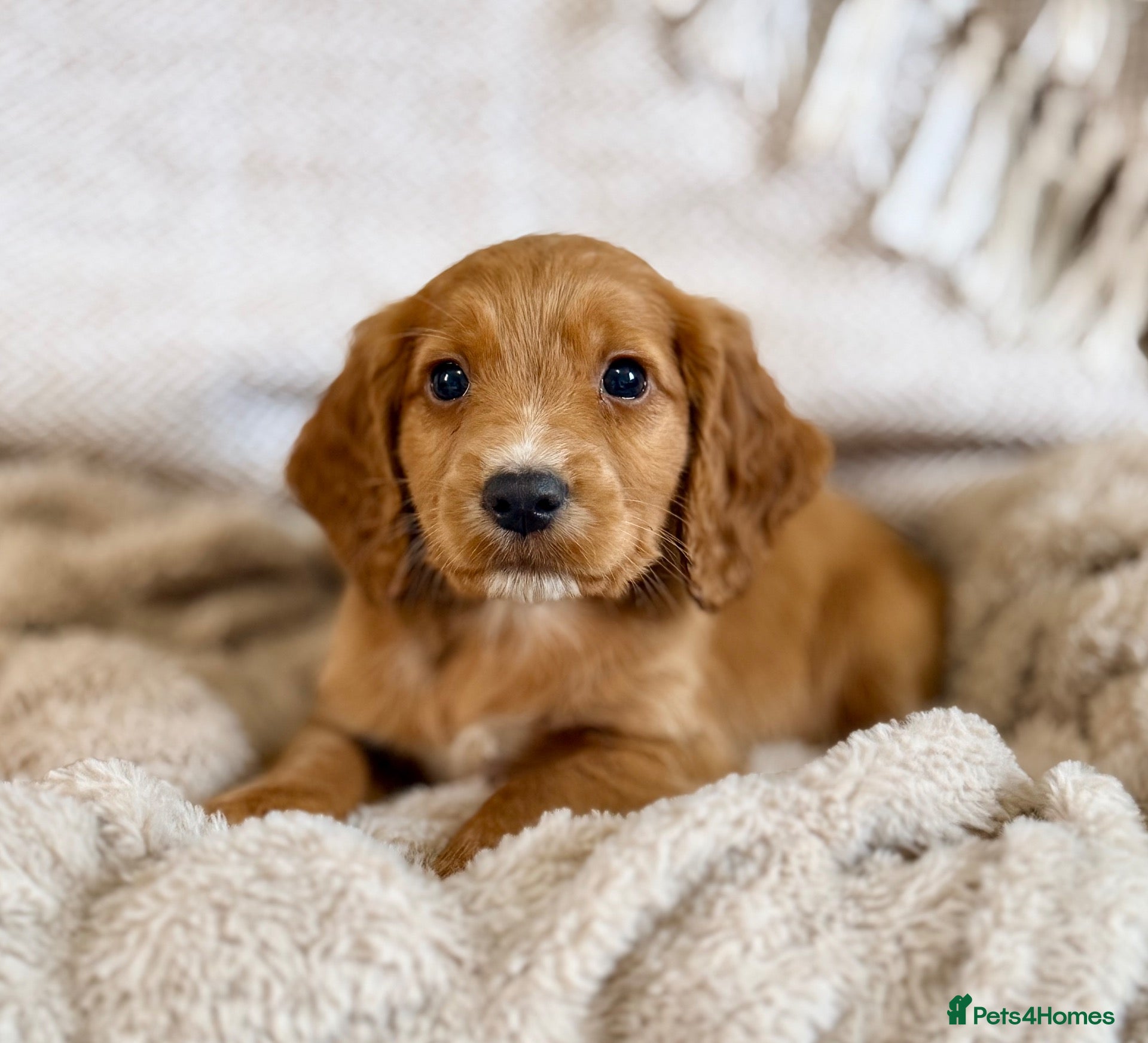 Cocker Spaniel dogs for sale: LAST BOY READY TO COLLECT NOW -KC COCKER SPANIELS  - Advert 2