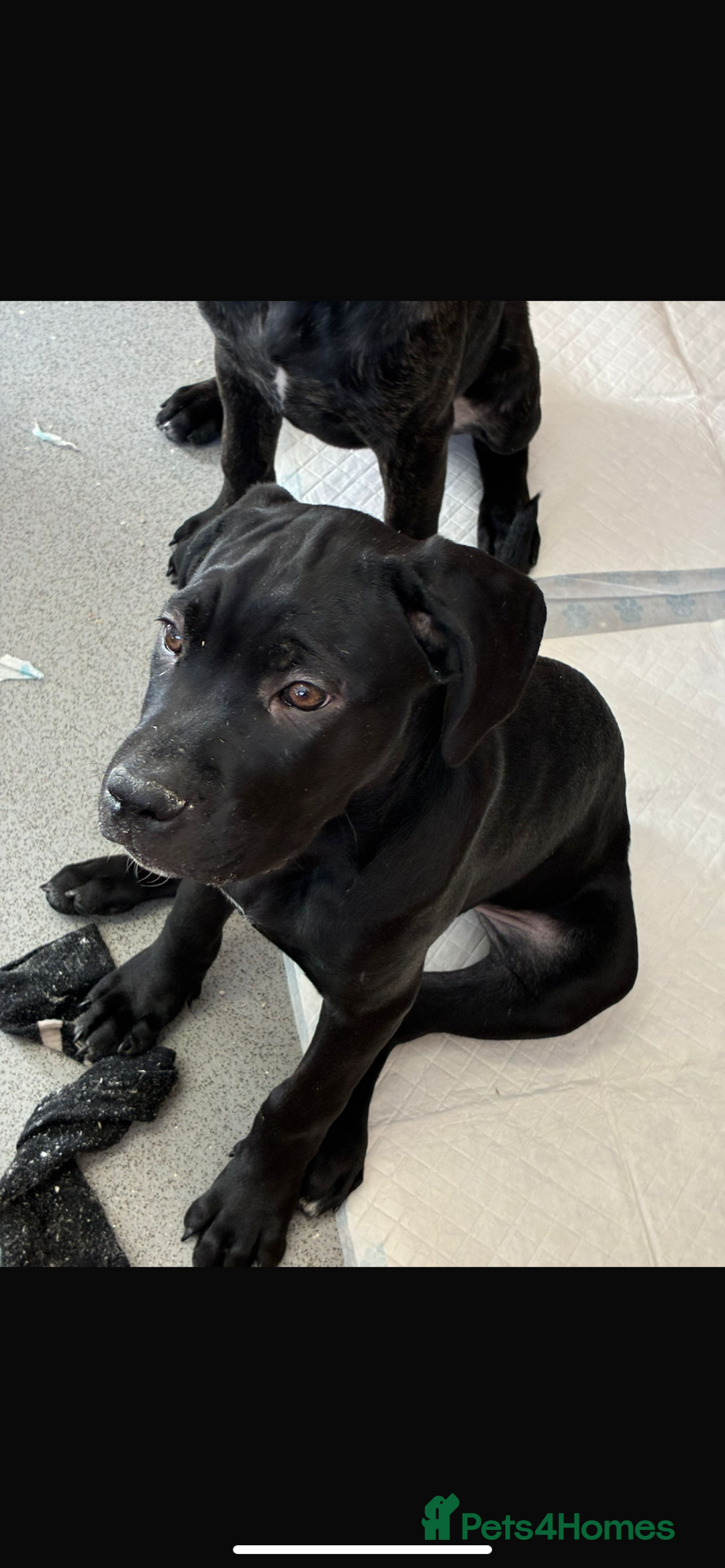 Cane Corso dogs for sale: 🐾Cane Corso Puppies – Ready🐾 - Advert 26