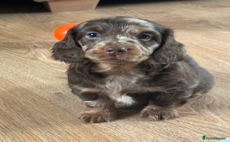 Dachshund dogs - Advert 4