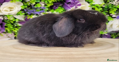Mini Lop rabbits - Advert 3
