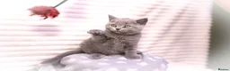 British Shorthair cats for sale: Blue British Shorthair Girl 💙 - Advert 4