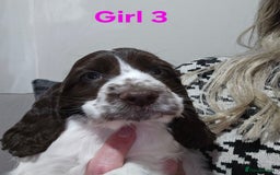 Cocker Spaniel dogs for sale: stunning show cockers - Image 11