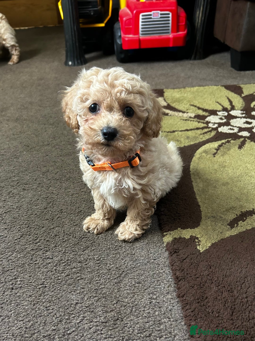 Poochon dogs for sale: Absolutely amazing Poochon Puppies - Image 32