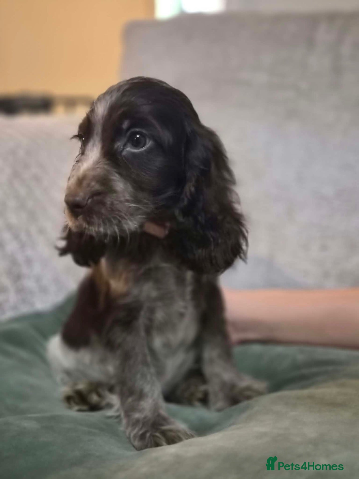 Cocker Spaniel dogs for sale: Cocker spaniel  - Advert 21