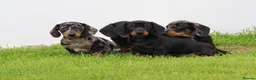 Dachshund dogs for sale: Miniature Dachshund puppies for sale - Advert 11