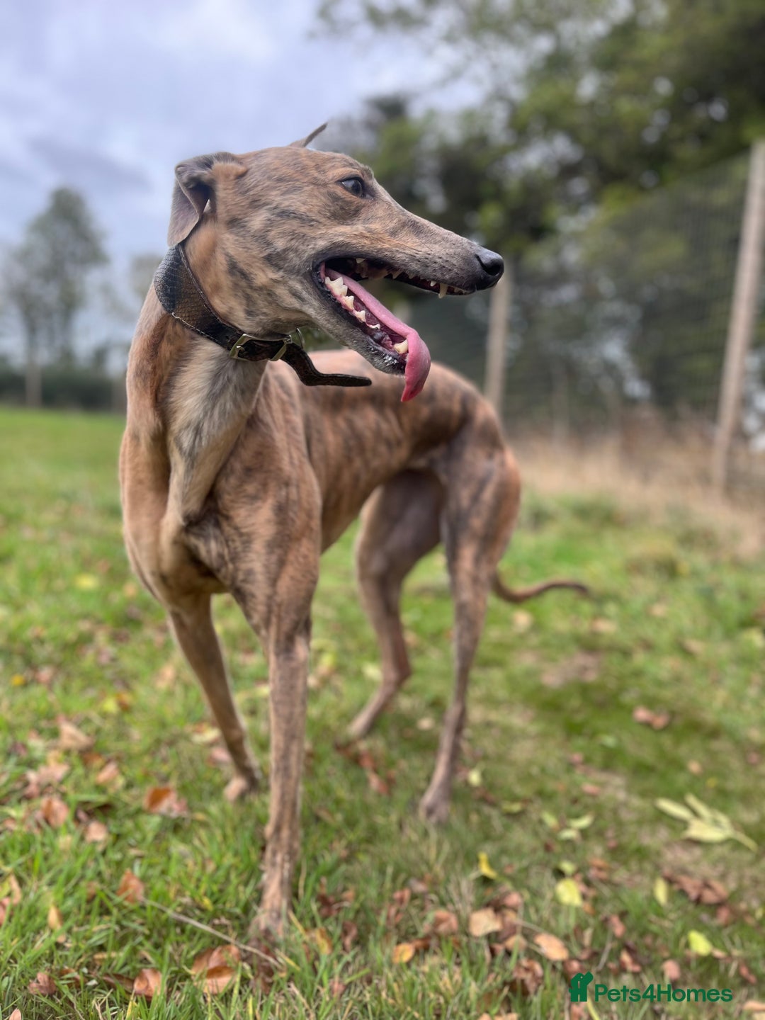 Greyhound dogs for sale: 4 year old female Greyhound  - Image 3