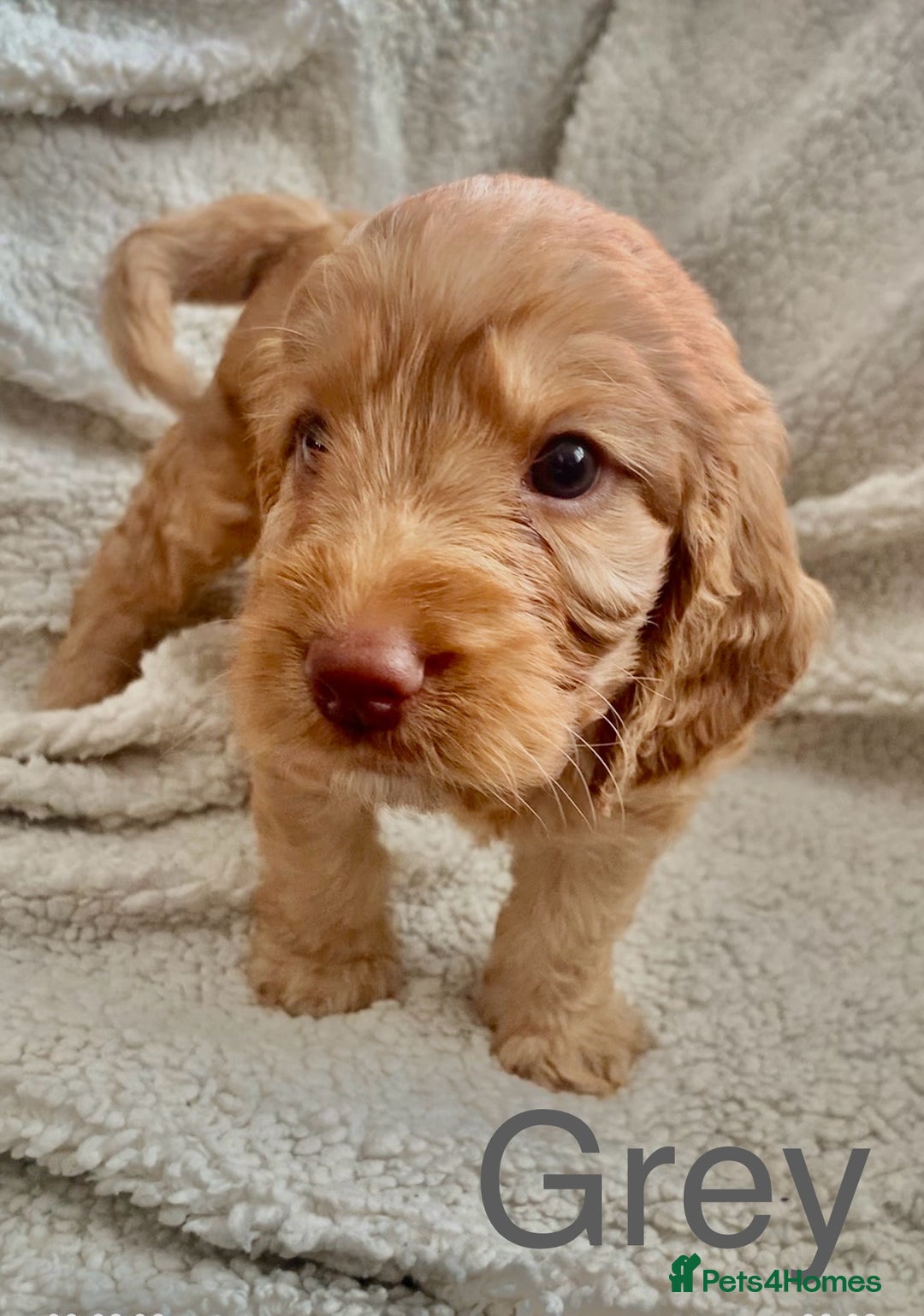 Cockapoo dogs for sale: 😍 STUNNING F1 cockapoos 😍 2 BOYS LEFT - Image 6