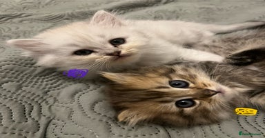 Mixed Breed cats - Advert 8