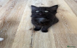 Persian cats for sale: Persian / British shorthair mix 🩷8 weeks old 🩷 - Image 8