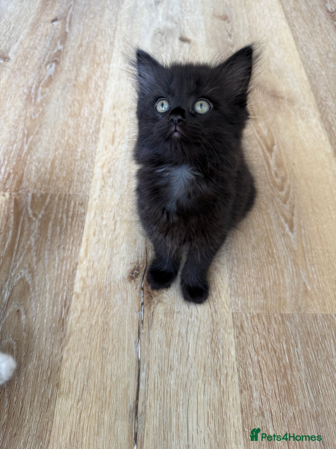 Persian cats for sale: Persian / British shorthair mix 🩷8 weeks old 🩷 - Image 8