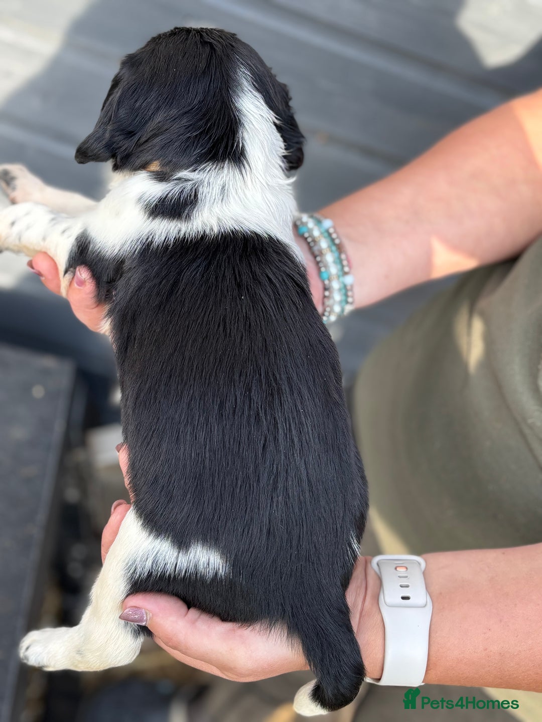 English Springer Spaniel dogs for sale: Beautiful Springer spaniel puppies  - Image 8