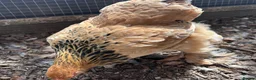 Chickens poultry for sale: Brahma  - Advert 3