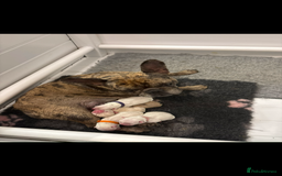 French Bulldog dogs for sale: French bulldog puppies  - Image 8