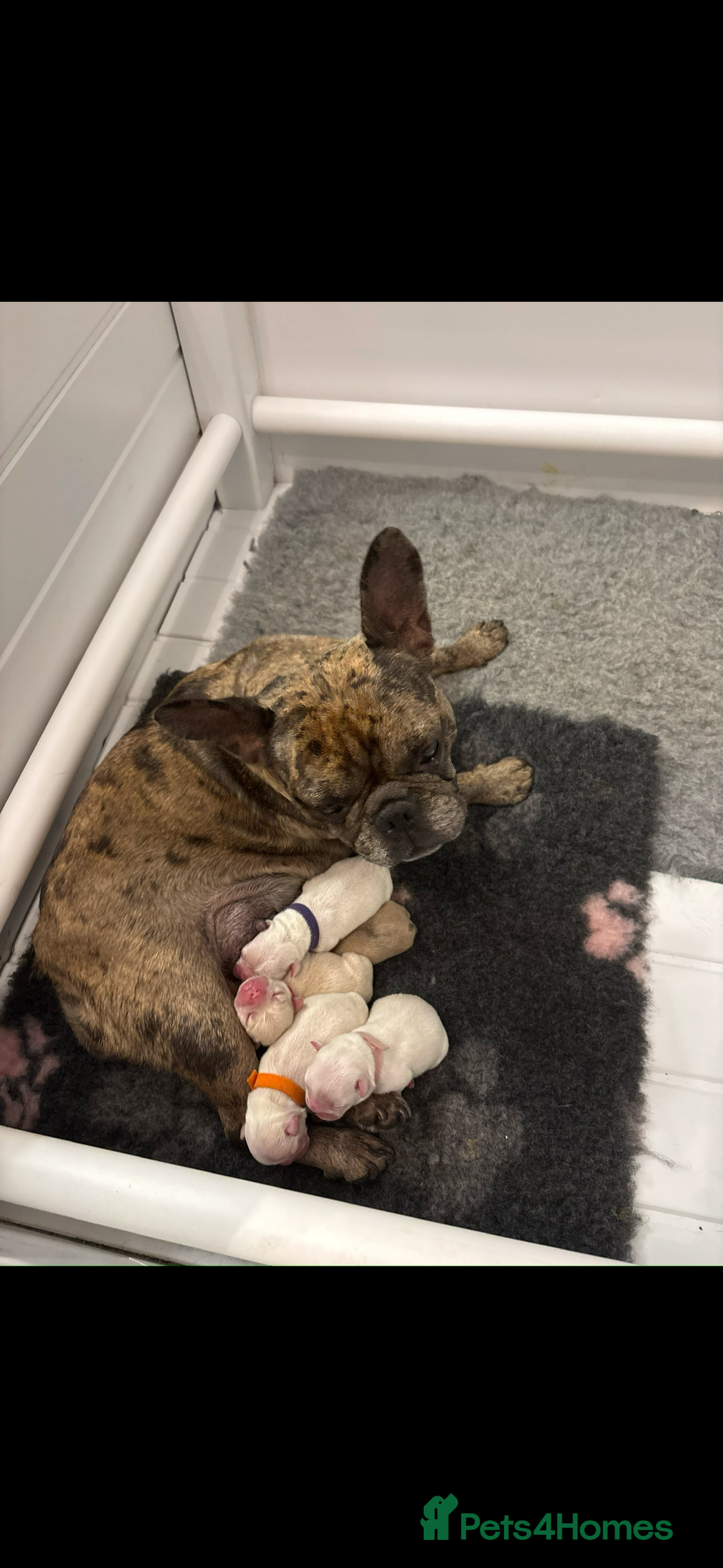 French Bulldog dogs for sale: French bulldog puppies  - Image 8