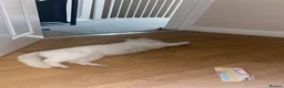 Ragdoll cats for sale: The Pure White Miracle: Kittens on the Way! - Advert 4