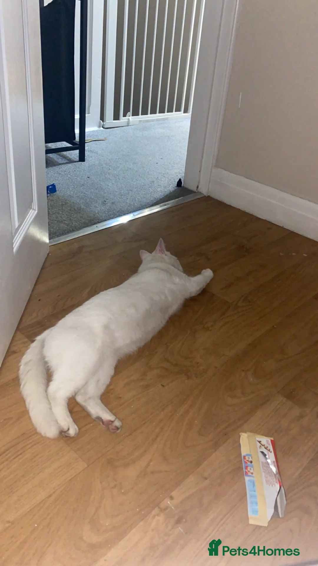 Ragdoll cats for sale: The Pure White Miracle: Kittens on the Way! - Advert 4