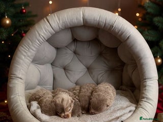 Pomeranian dogs Stunning lilac Pomeranians - Advert 2