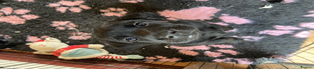 Labrador Retriever Purple