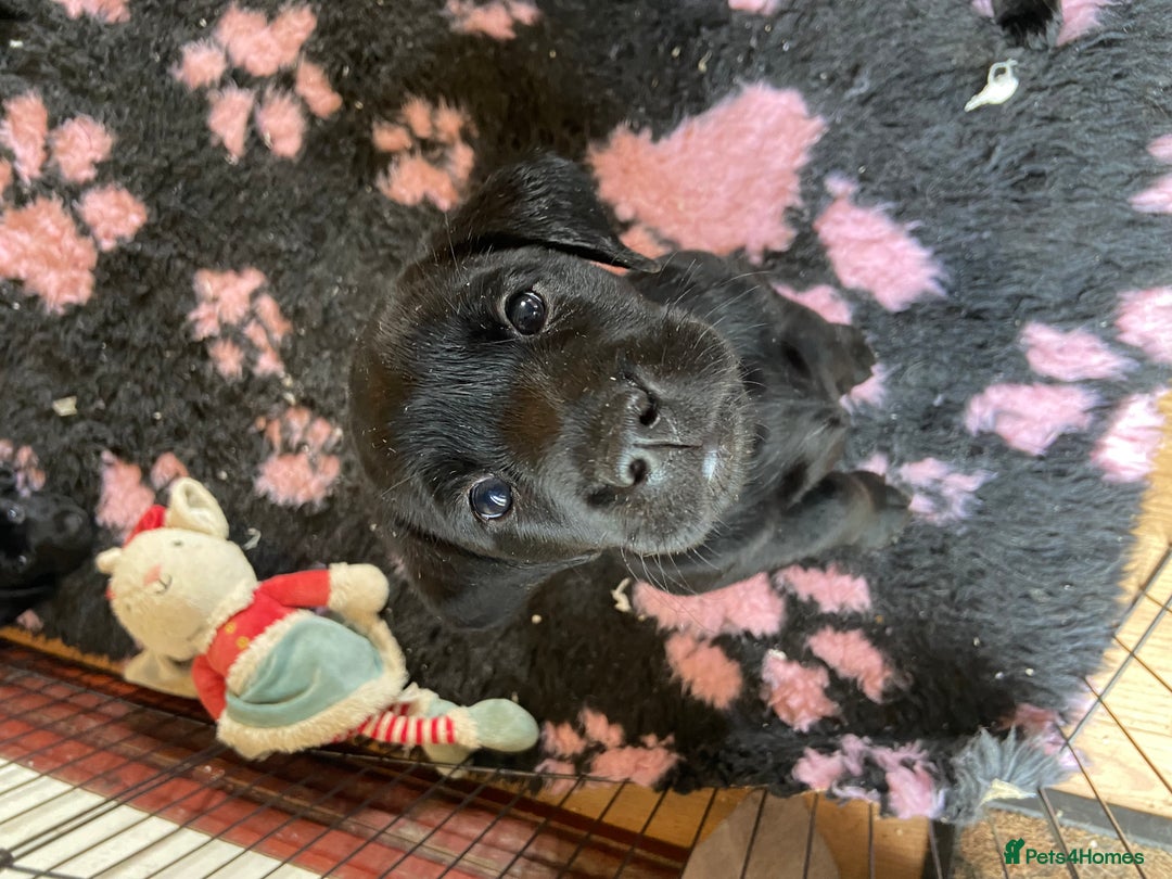 Labrador Retriever dogs for sale: 10 Beautiful black Labrador puppies - Image 33