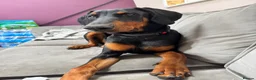 Dobermann dogs for sale: Doberman  - Advert 3