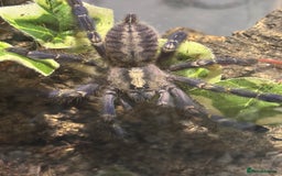 Tarantulas invertebrates for sale: Gooty sapphire ornamental (F) with enclosure  - Advert 2