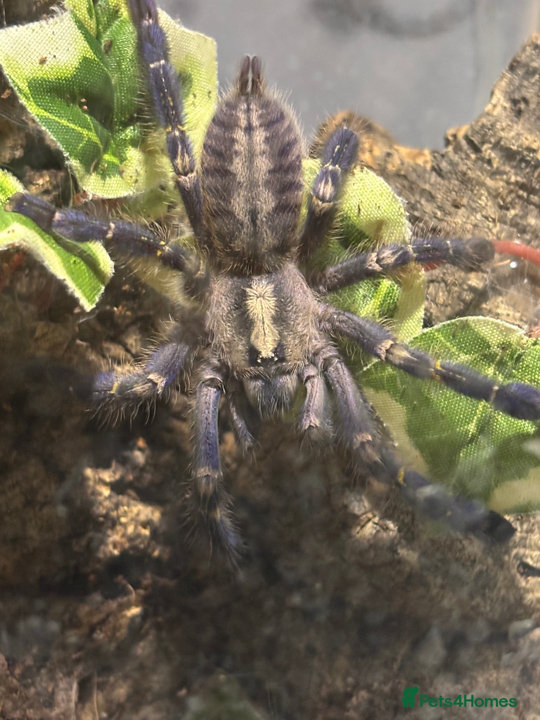 Tarantulas invertebrates for sale: Gooty sapphire ornamental (F) with enclosure  - Advert 2