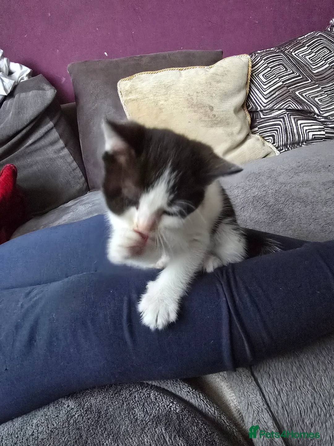 Mixed Breed cats for sale: 3 Beautiful Black & White kittens - Advert 16