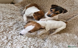 Jack Russell dogs for sale: Jack Russell pups - Image 5