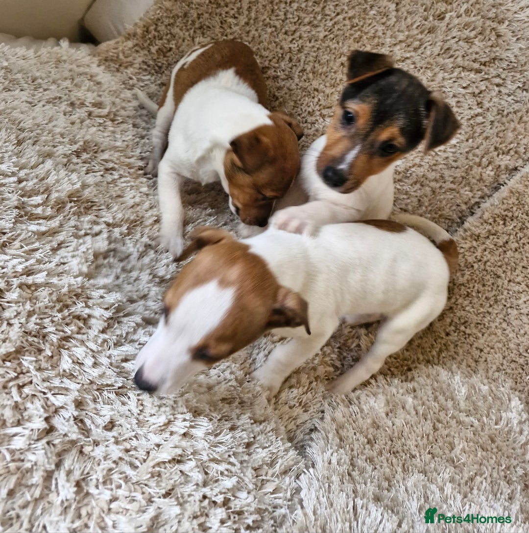 Jack Russell dogs for sale: Jack Russell pups - Image 5