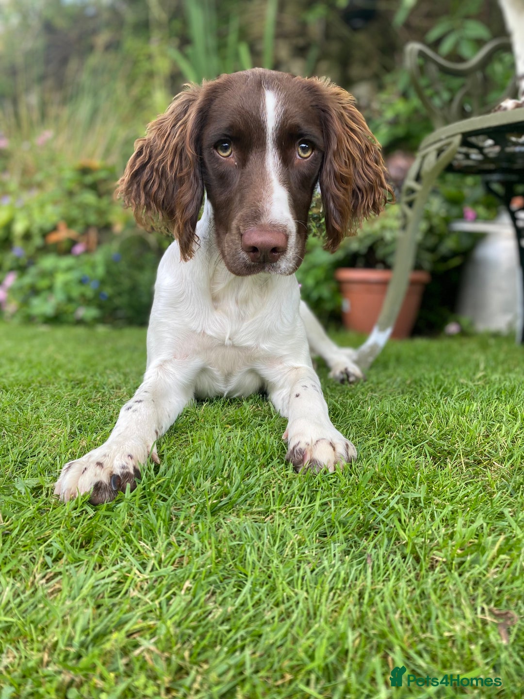 English Springer Spaniel dogs for sale: KC registered Springer Spainel  - Advert 2