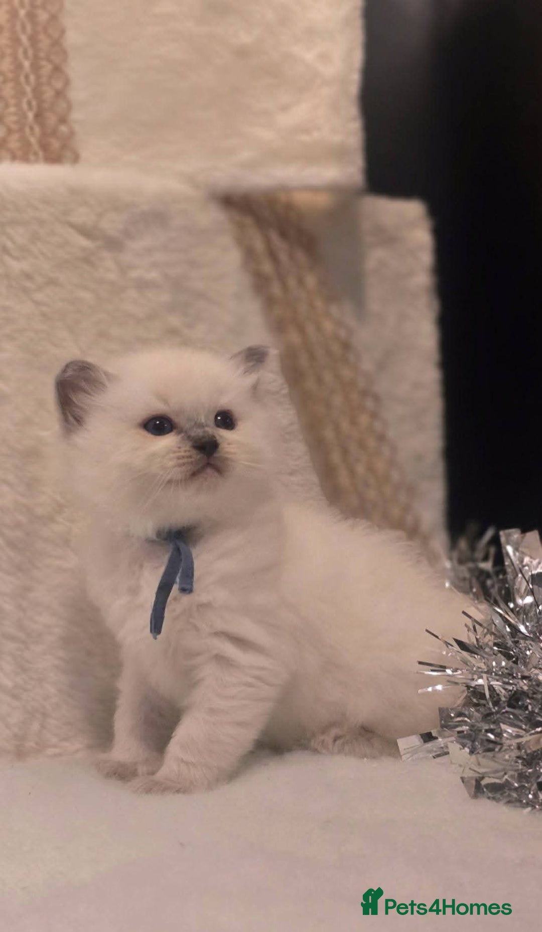 Ragdoll cats for sale: Precious GOOF Registered Ragdoll Kittens - 2 Boys - Advert 5