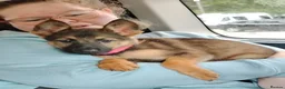 German Shepherd dogs for sale: Straightback German shepherd  - Advert 3